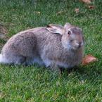 Hare / 